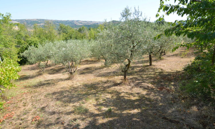 Casa indipendente con terreno a Sant&rsquo;Angelo dei Lombardi 2644 - Tutte le immagini